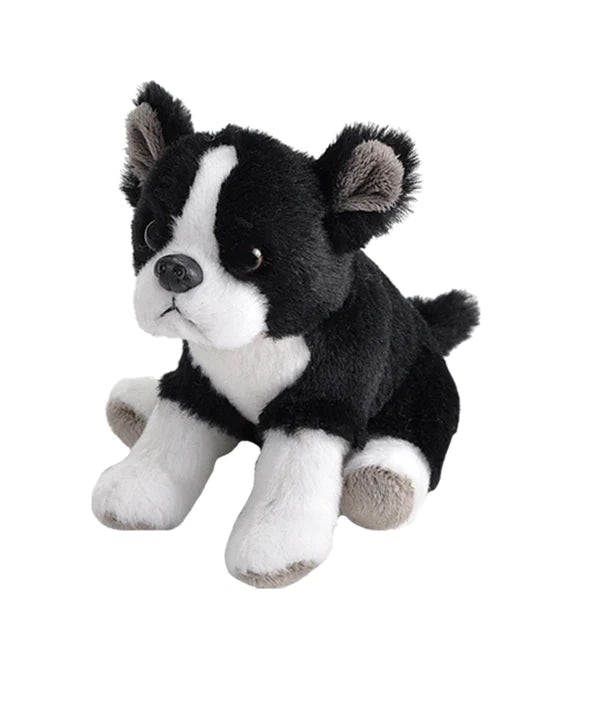 Boston Terrier