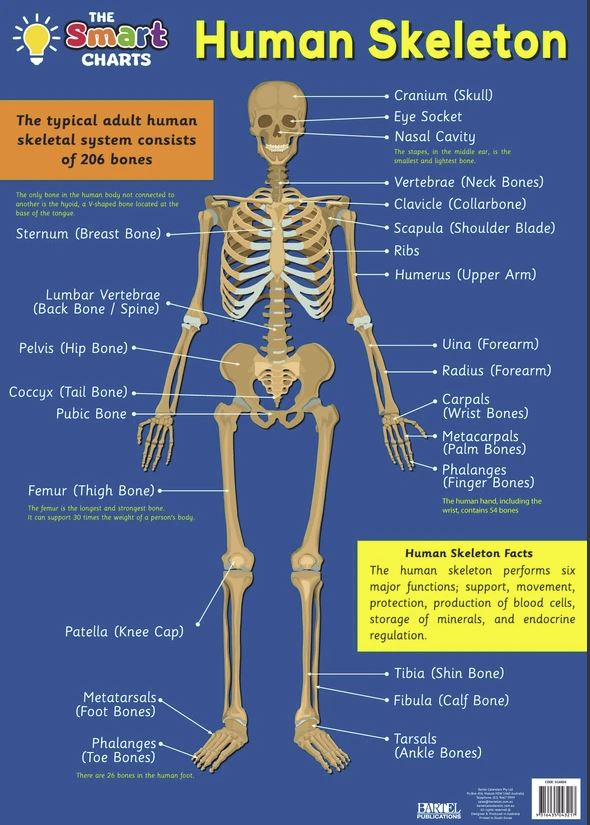 Human Skeleton and Anatomy Smartchart