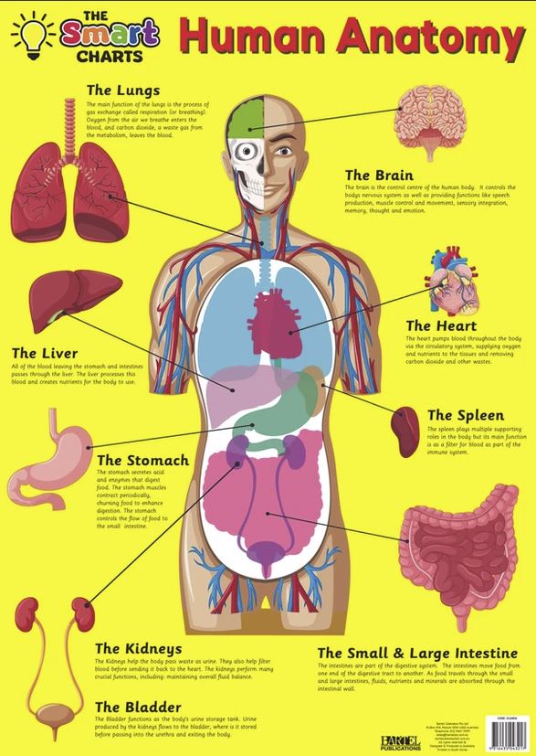 Human Skeleton and Anatomy Smartchart